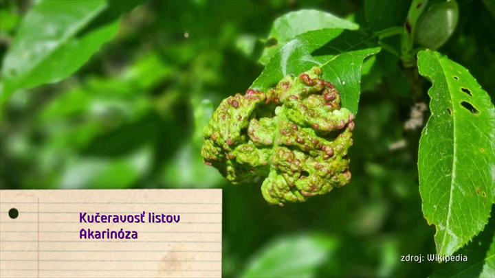 Nová záhrada - kučeravosť listov